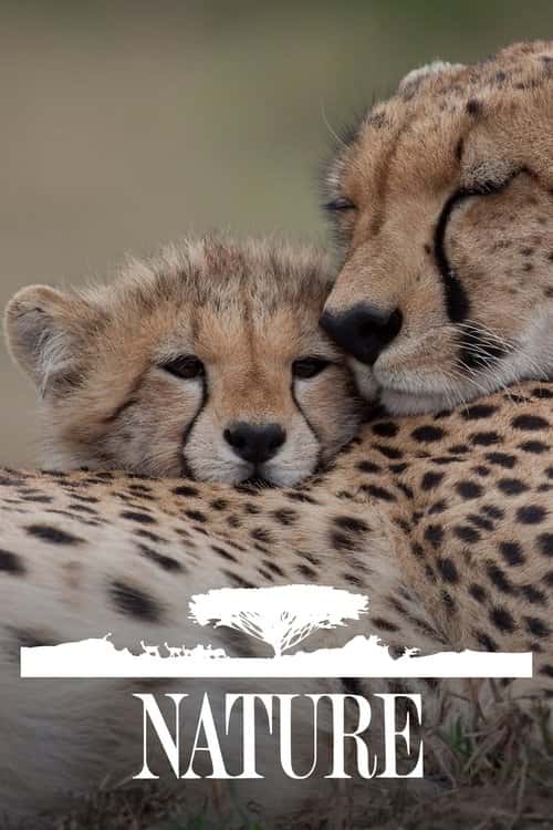 Nature poster