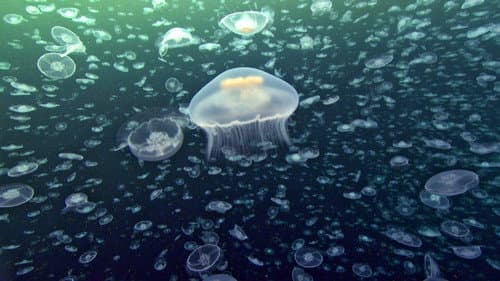 Creatures of the Deep still