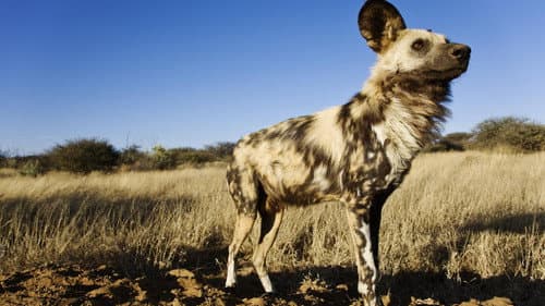 The Story of an African Wild Dog still