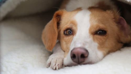 Can Dogs Talk? still