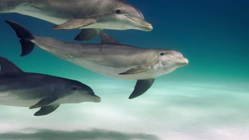 Dolphins still