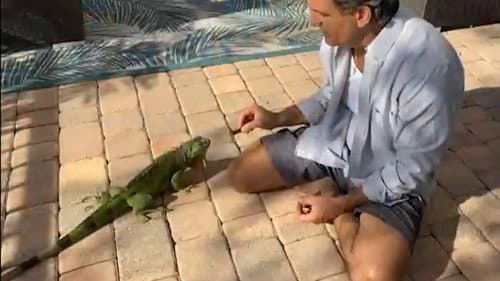Feuding Neighbors: Stop Feeding the Iguanas! still