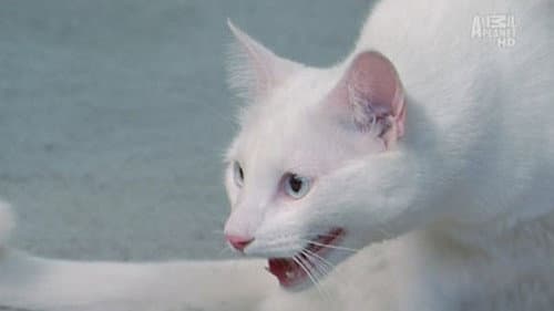 The White Tornado still