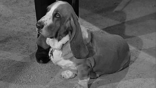 Dog Days at Shady Rest still