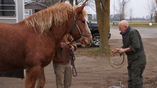 Athena the Great still