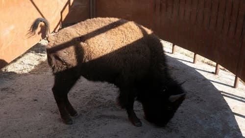 Bring On the Bison! still