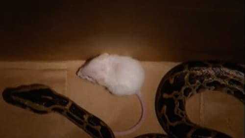 Snake vs. Mouse still