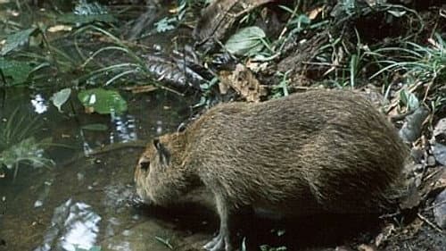 Capybara: Swamp Hogs still