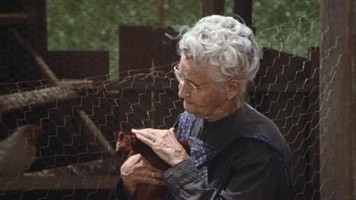 The Chicken Thief still