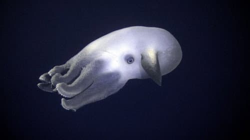 Ocean Deep still