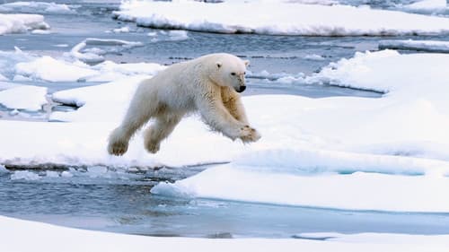 Polar Bear still