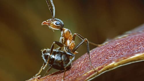 Insects still