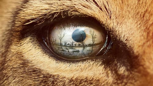 Lion still