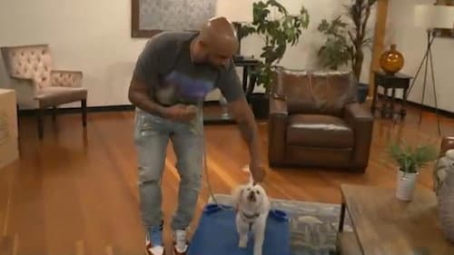 Disturbing Pet Trends still