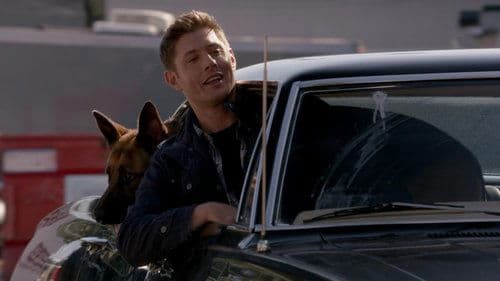 Dog Dean Afternoon still