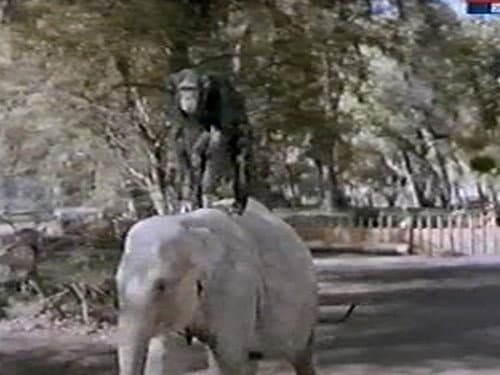 Judy and the Baby Elephant still