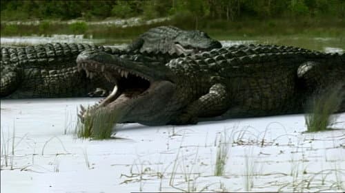 SuperCroc still