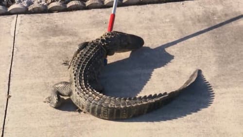 See You Later Alligator still