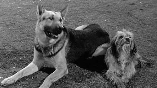 A Tale of Two Dogs still