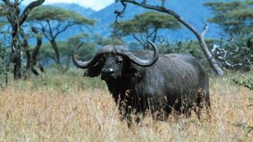 Buffalo: The African Boss still