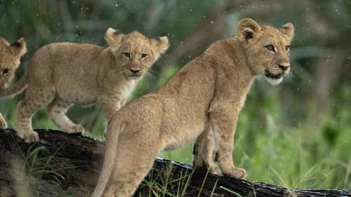 Big Cats, Small World: Landlords still