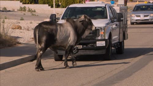 No Bull Profession still