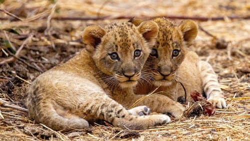 The Lions Fall still