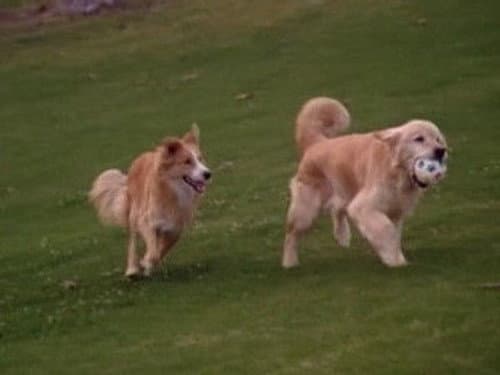 All Dogs Go to Heaven still