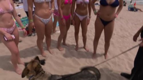 Spring Break: Bombed at the Beach still