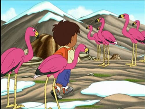 A New Flamingo Mami still