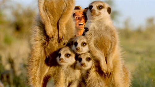 Meerkats still