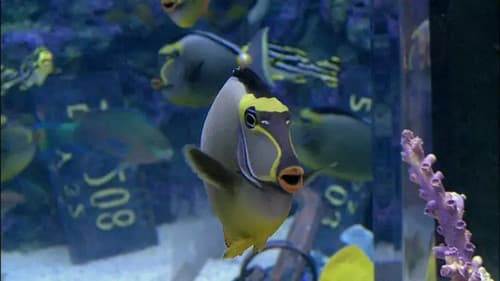 Swimming with the Sharks still