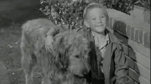 A Dog for Harold still