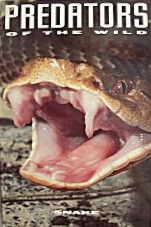 Predators of the Wild: Snake poster