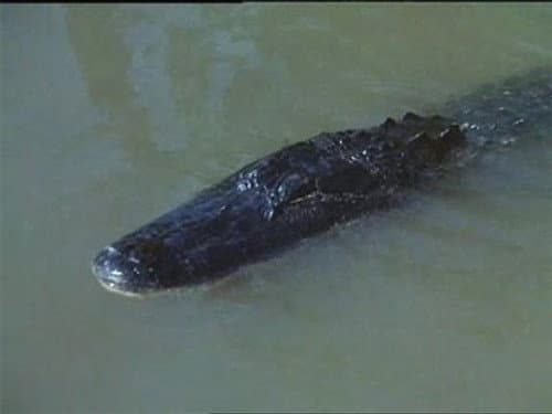 Alligator Duel still