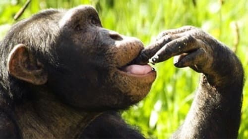 The Chimpcam Project still