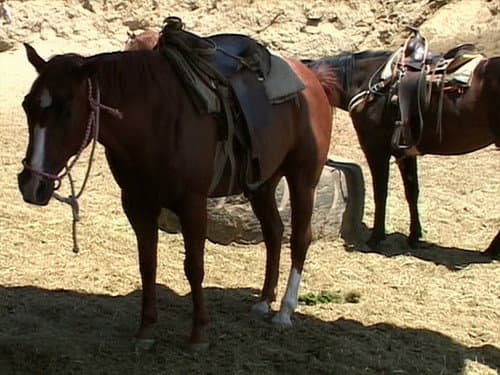 Poo Joust still