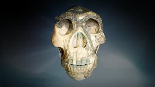 The Human Experiment still