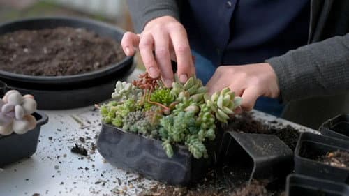 Episode 25 Succulent, Botanic, Radio, Overgrown & Native still
