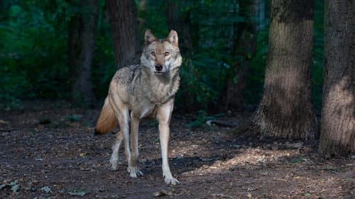 Realm of the Wolf still